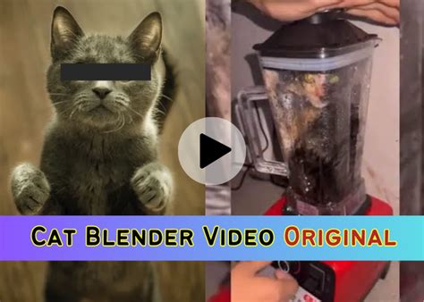 cat in a blender twitter|@catinblender